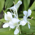 زنجبیل سفید White Ginger Lily